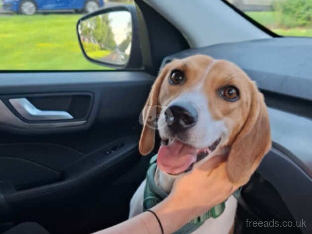 Female beagle 1yr old. for sale in Leicester, Leicestershire