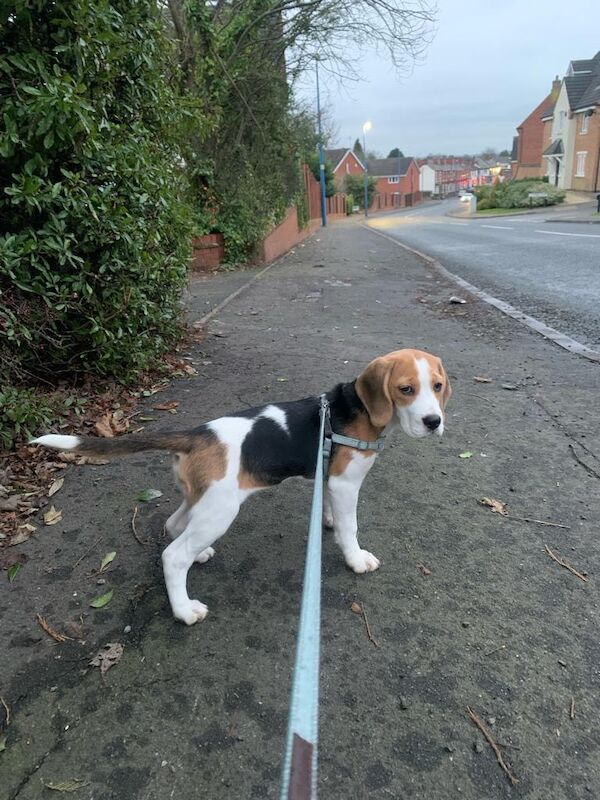 Beagle puppies hot sale north west