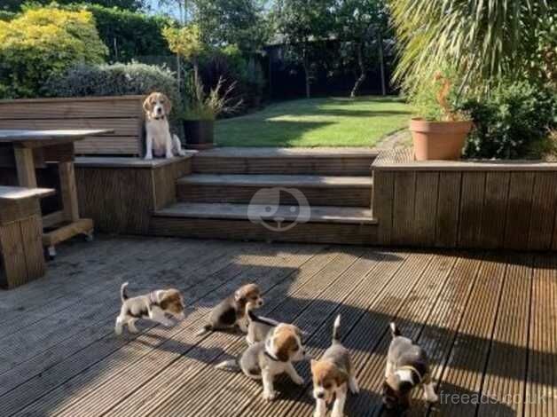 Gorgeous Beagle puppies looking for their forever home for sale in Leicester, Leicestershire