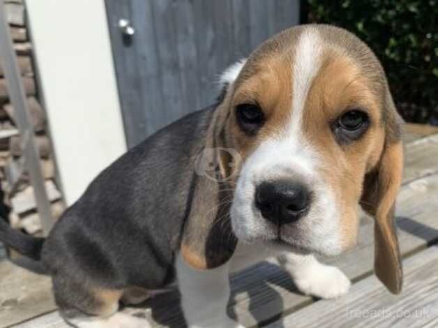 Gorgeous Beagle puppies looking for their forever home for sale in Leicester, Leicestershire - Image 2