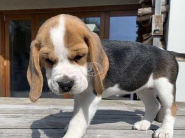 Gorgeous Beagle puppies looking for their forever home for sale in Leicester, Leicestershire - Image 3