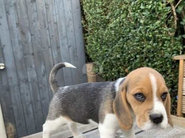 Gorgeous Beagle puppies looking for their forever home for sale in Leicester, Leicestershire - Image 4