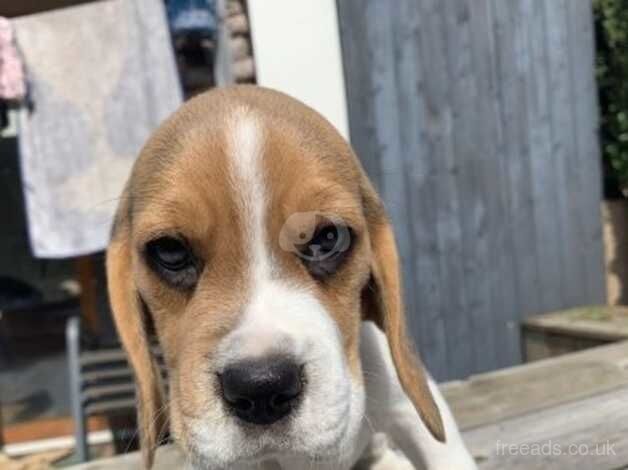 Gorgeous Beagle puppies looking for their forever home for sale in Leicester, Leicestershire - Image 5