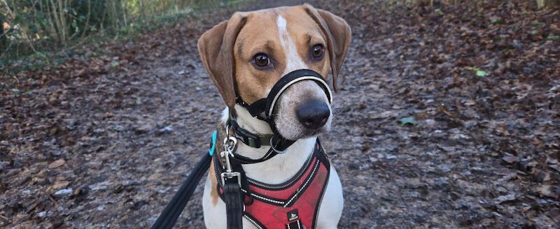 Home needed for energetic Beagle cross. for sale in Northamptonshire