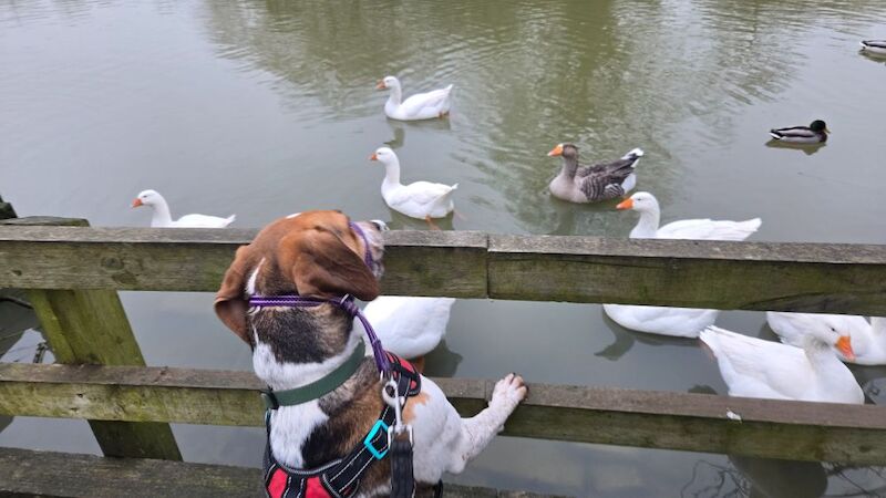 Home needed for energetic Beagle cross. for sale in Northamptonshire - Image 2