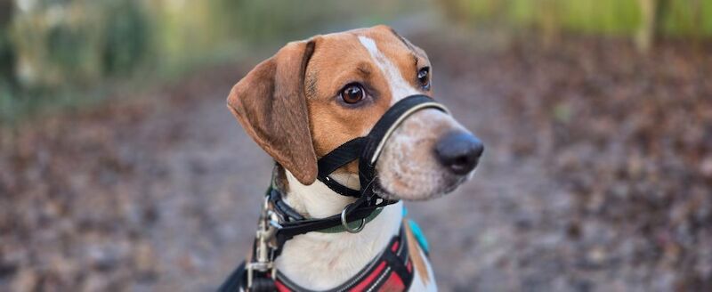 Home needed for energetic Beagle cross. for sale in Northamptonshire - Image 3