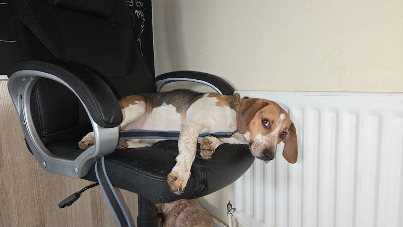 Home needed for energetic Beagle cross. for sale in Northamptonshire - Image 4