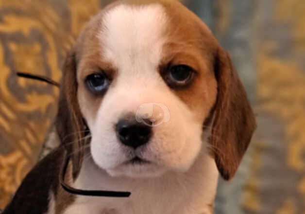 Kennel Club Registered Beagle Puppies For Sale