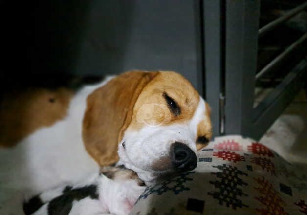 Beagles for sale in Doncaster, South Yorkshire