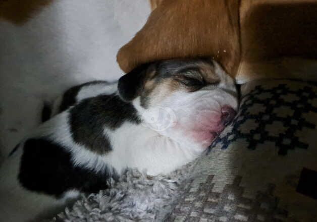 ' KC Reg ' Multi Show Champion Pedigree Beagles-Ready December for sale in Doncaster, South Yorkshire - Image 3