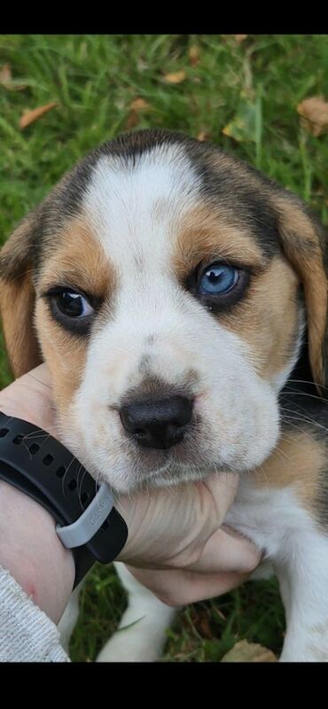 Kennel Club Registered Beagle Puppies For Sale