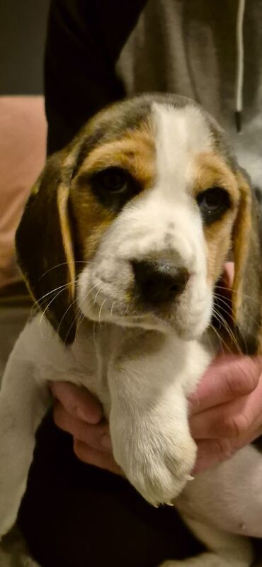 KC Registered Beagle Puppies- All Sold for sale in Braunton, Devon - Image 2