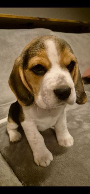 KC Registered Beagle Puppies for sale in Devon