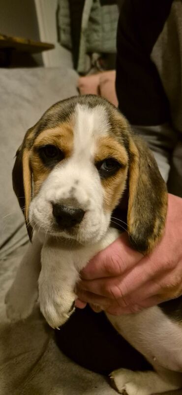 Beagle Puppies for sale