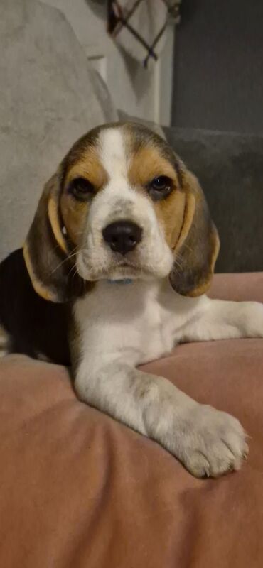 KC Registered Beagle Puppies- All Sold for sale in Braunton, Devon - Image 5