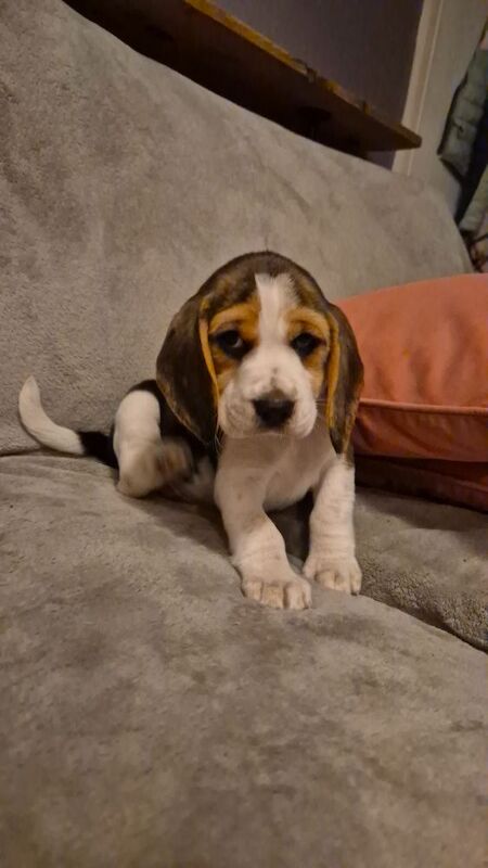 KC Registered Beagle Puppies- All Sold for sale in Braunton, Devon - Image 6