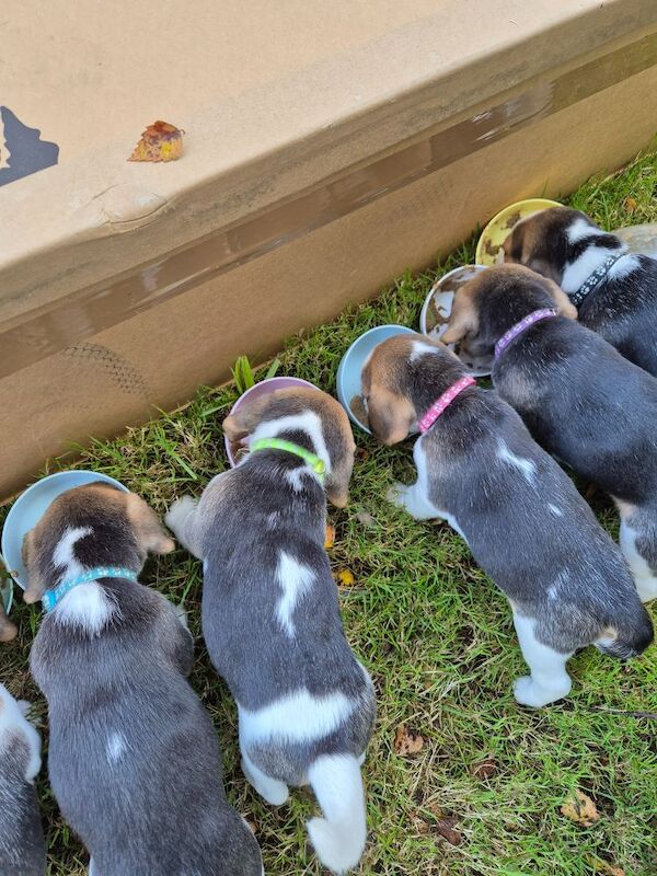 KC Registered Beagle Puppies- All Sold for sale in Braunton, Devon - Image 7