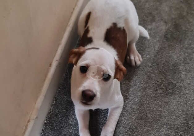 Beagle Puppies for sale in West Midlands