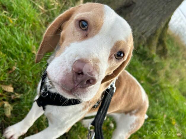 Lemon and white beagle for sale in Thirsk, North Yorkshire