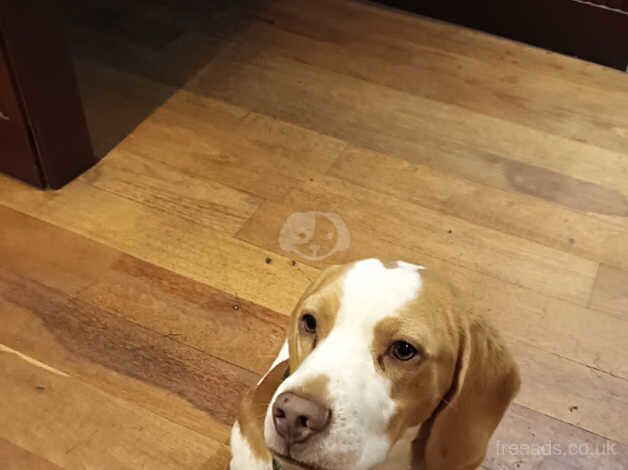 Beagles for sale in Thirsk, North Yorkshire