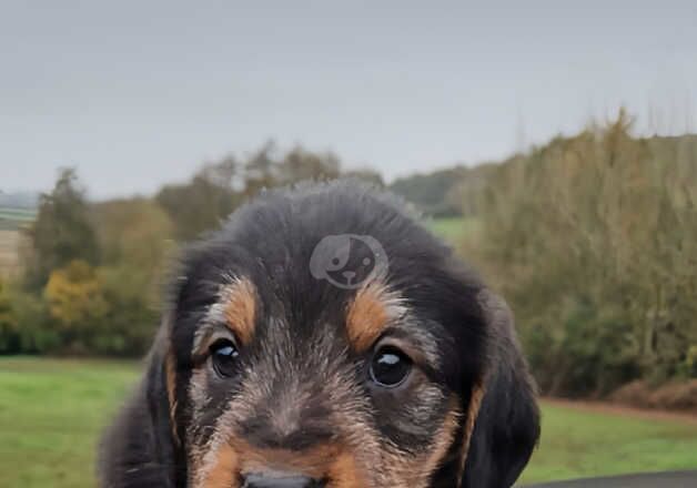 Male beagle cross poodle for sale in Usk/Brynbuga, Monmouthshire