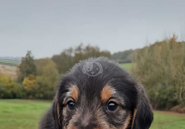 Male beagle cross poodle for sale in Usk/Brynbuga, Monmouthshire - Image 2