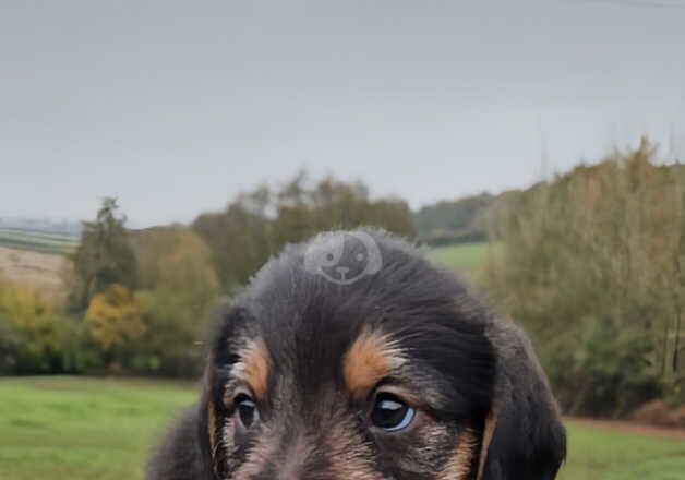 Male beagle cross poodle for sale in Usk/Brynbuga, Monmouthshire - Image 3