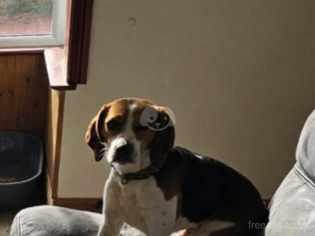 Beagles for sale in Darlington, County Durham