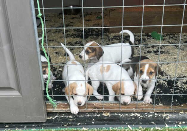 Mr , Penny._Scott/ Pure Bread Beagles ~Juliette~ 5*homes Stella - loving and healthy! for sale in Manchester, Greater Manchester