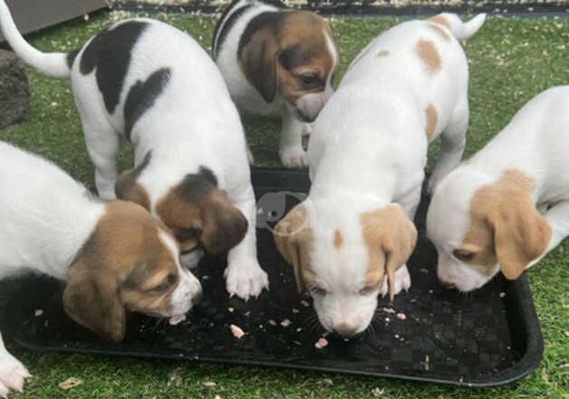 Mr , Penny._Scott/ Pure Bread Beagles ~Juliette~ 5*homes Stella - loving and healthy! for sale in Manchester, Greater Manchester - Image 5