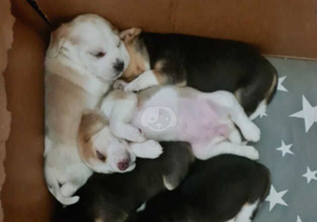 Mr Romeo_Scott/ Pure Bread Beagles ~Juliette~ 5*homes Stella - Bear! left ! 7x for sale in Bournemouth, Dorset