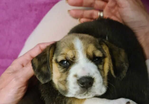 Mr Romeo_Scott/ Pure Bread Beagles ~Juliette~ 5*homes Stella - Bear! left ! 7x for sale in Bournemouth, Dorset - Image 2