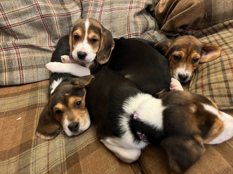 ONE GIRL LEFT Beautiful beagles ready now for sale in Wrexham / Wrecsam, Clwyd - Image 2