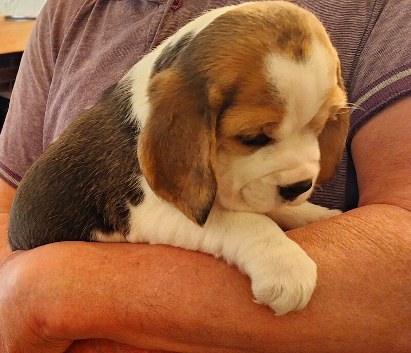 **STUNNING BEAGLE PUPPIES (KC REGISTERED)*** for sale in Gretna, Dumfries and Galloway - Image 14