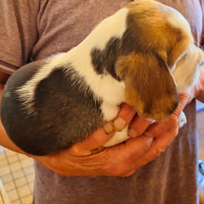 **STUNNING BEAGLE PUPPIES (KC REGISTERED)*** for sale in Gretna, Dumfries and Galloway - Image 15