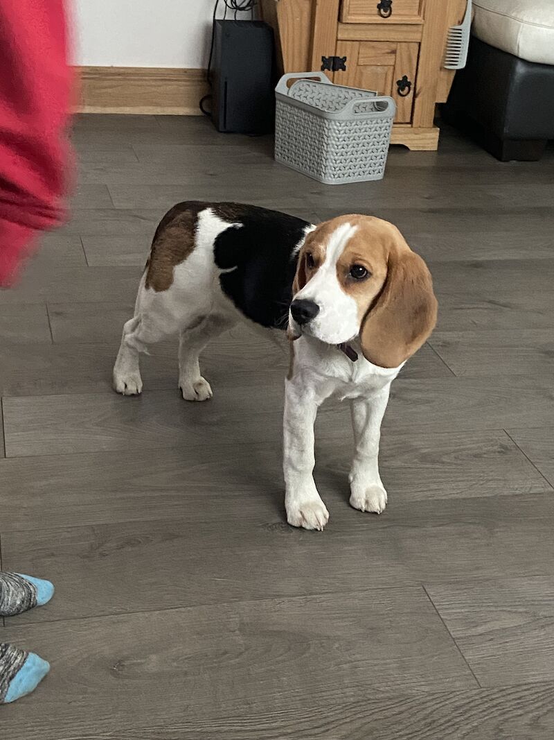 Beagles for sale in Wick, Highland