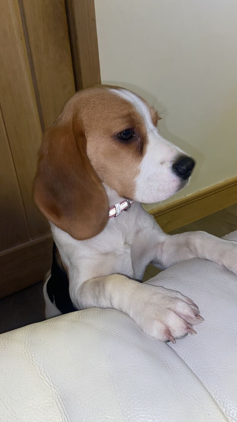 Beagle Puppies for sale in Highland