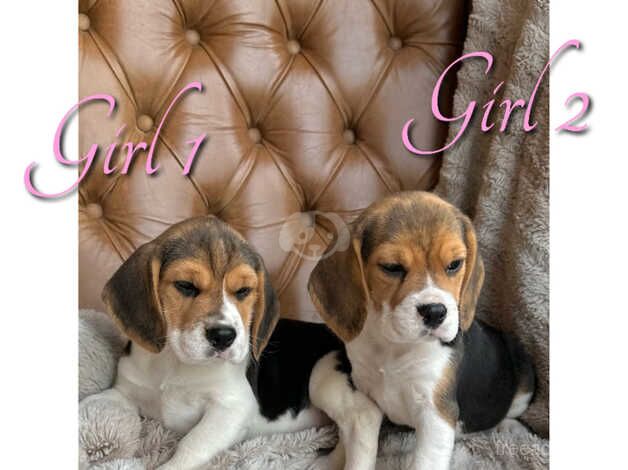 Small Chunky Beagle Puppies - 2 girls left for sale in Rhayader/Rhaeadr Gwy, Powys