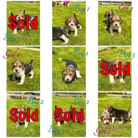 Small chunky type Beagle puppies for sale in Rhayader/Rhaeadr Gwy, Powys