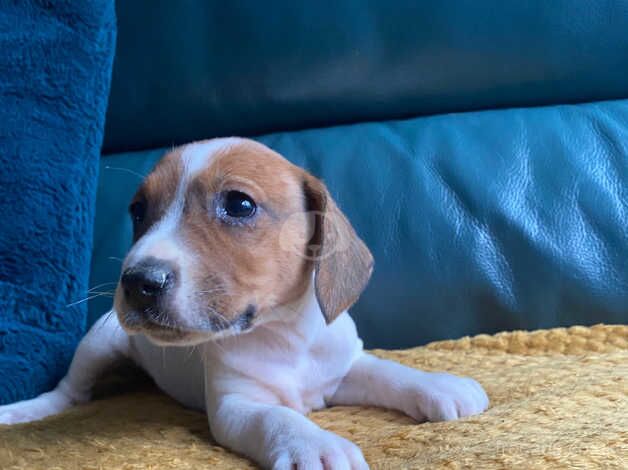 Spaniel/beagle for sale in Ellesmere Port, Cheshire