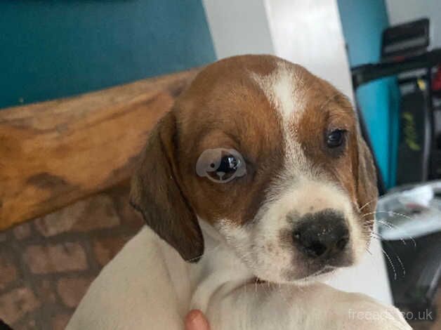 Spaniel/beagle for sale in Ellesmere Port, Cheshire - Image 2