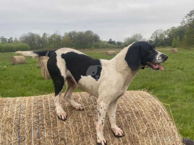 Spaniel/beagle for sale in Ellesmere Port, Cheshire - Image 4