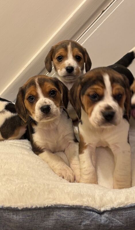 Stunning family bred pedigree Beagle Puppies for sale in Maidstone, Kent