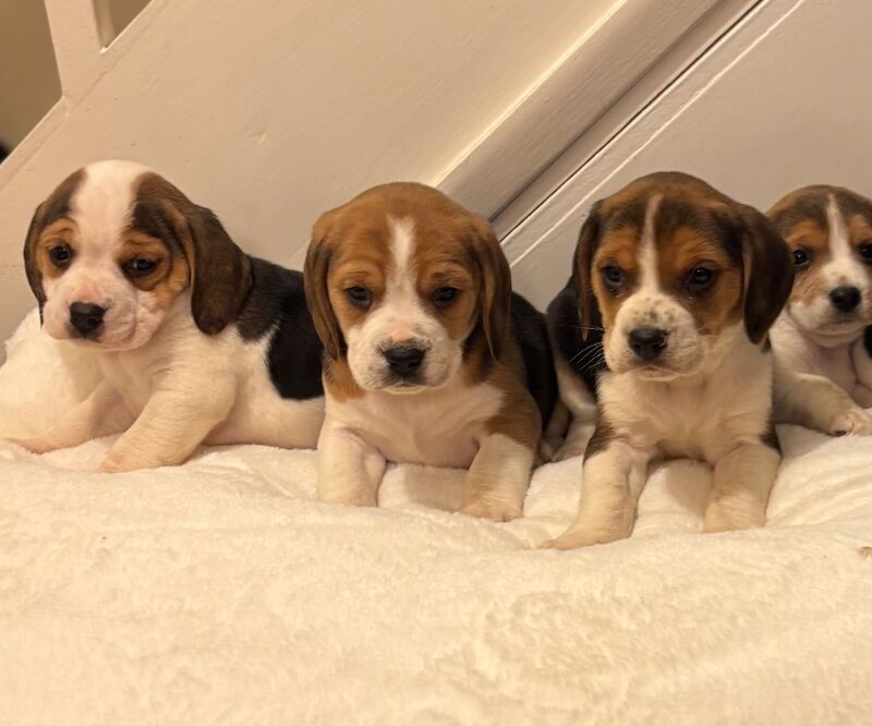 Stunning family bred pedigree Beagle Puppies for sale in Maidstone, Kent - Image 2