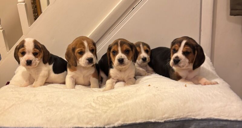 Stunning family bred pedigree Beagle Puppies for sale in Maidstone, Kent - Image 3