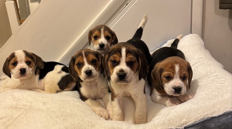 Stunning family bred pedigree Beagle Puppies for sale in Maidstone, Kent - Image 4