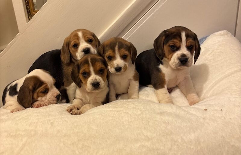 Stunning family bred pedigree Beagle Puppies for sale in Maidstone, Kent - Image 5