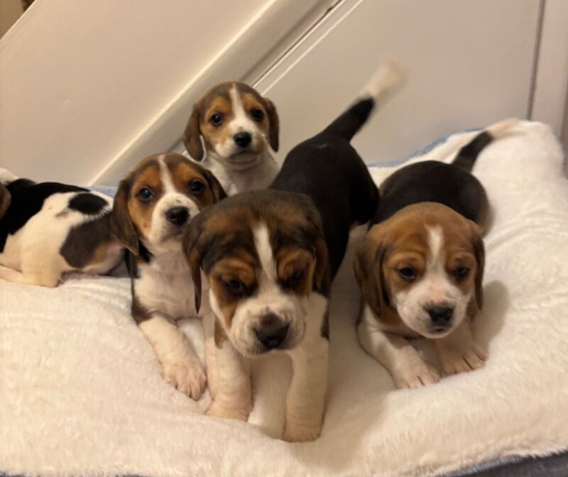 Stunning family bred pedigree Beagle Puppies for sale in Maidstone, Kent - Image 6