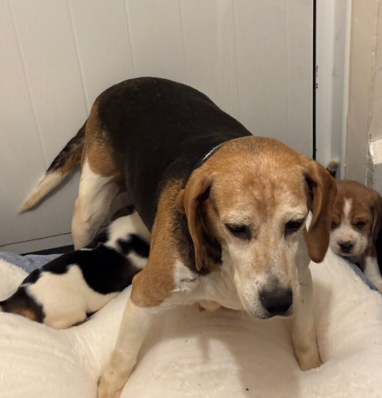 Stunning family bred pedigree Beagle Puppies for sale in Maidstone, Kent - Image 7