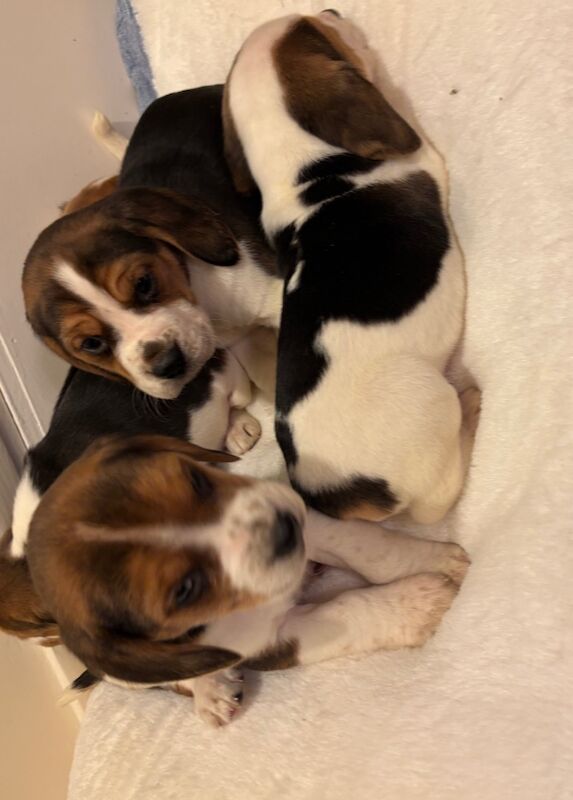 Stunning family bred pedigree Beagle Puppies for sale in Maidstone, Kent - Image 8